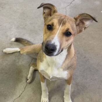 Ranger -  Terrier Dog Available for Adoption in Sparta, Wisconsin - Ranger | PetCurious