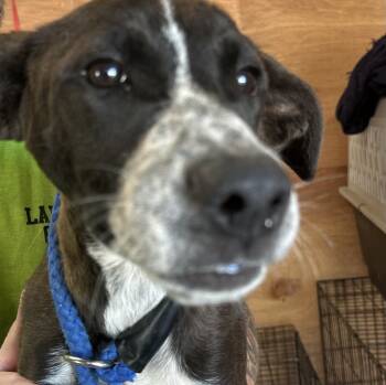 Rescue Mixed Breed Dogs for Adoption in Lawrenceburg, Tennessee - Latte (Ebony) | PetCurious