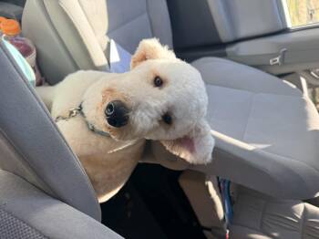 Rescue Goldendoodle Dogs for Adoption in Modesto, California - Jack Jack | PetCurious