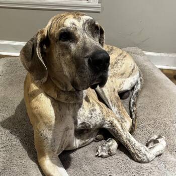 Blue Boy -  Great Dane Dog for Adoption in Columbia, South Carolina - Blue Boy | PetCurious
