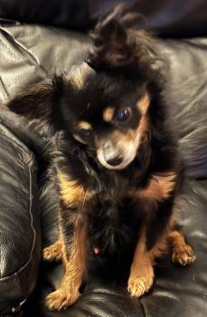 Chihuahua Dogs Available for Adoption in Westbrook, Maine - Rudy | PetCurious