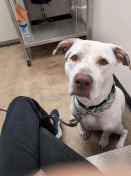 Stanley -  American Bulldog and Labrador Retriever Dog for Adoption in Mooresville, North Carolina - Stanley | PetCurious