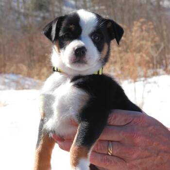 Hound Dogs Available for Adoption - CT Snow Avail Mar 28 | PetCurious