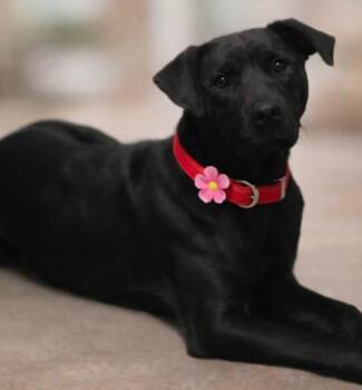 Labrador Retriever and Terrier Dogs Available for Adoption - Aster | PetCurious