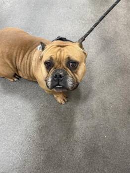 BILLIE JEAN -  American Bulldog Dog for Adoption - BILLIE JEAN | PetCurious