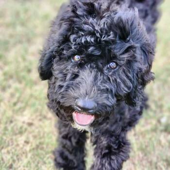 Labradoodle Dogs Available for Adoption in Austin, Texas - Kylie  | PetCurious
