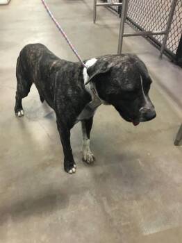 CLARENCE -  Staffordshire Bull Terrier Dog for Adoption in Dallas, Texas - CLARENCE | PetCurious
