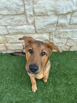 Chevy -  Australian Shepherd and German Shepherd Dog Dog for Adoption in Richland Hills, Texas - Chevy | PetCurious