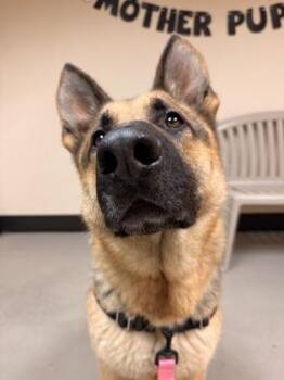 Enzo -  German Shepherd Dog Dog Available for Adoption in Bellingham, Washington - Enzo | PetCurious