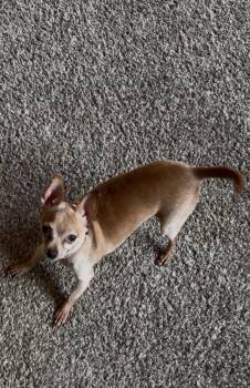 Nugget -  Chihuahua Dog for Adoption in East Lansing, Michigan - Nugget | PetCurious