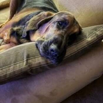 Bloodhound Dogs Available for Adoption in Granby, Connecticut - Daisy Mae | PetCurious