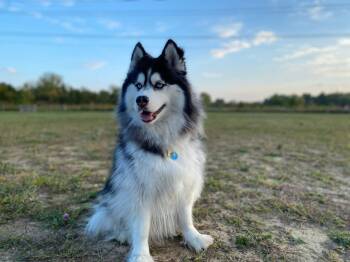 Rescue Siberian Husky Dogs for Adoption in Powell, Ohio - Luna (courtesy Post) | PetCurious
