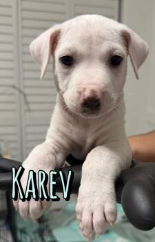 Karev -  American Staffordshire Terrier Dog for Adoption in Houston, Texas - Karev | PetCurious