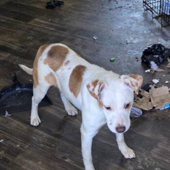 Mixed Breed Dogs Available for Adoption - 02/17/2026-EnforcementHold- PlateauDrive-1 | PetCurious