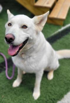 Aki -  German Shepherd Dog and Husky Dog for Adoption in Lovingston, Virginia - Aki | PetCurious