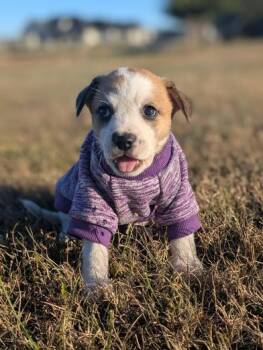 Shepherd and Husky Dogs Available for Adoption - Peanut | PetCurious