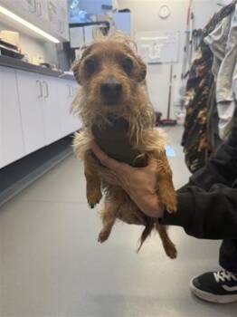 Yorkshire Terrier and Mixed Breed Dogs Available for Adoption in West Chester, Pennsylvania - Jerry Curl | PetCurious