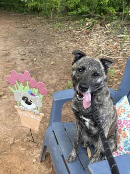 BUNNY -  Mixed Breed Dog for Adoption in Charlotte, North Carolina - BUNNY | PetCurious
