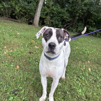 Poppy -  American Bulldog Dog for Adoption in New Castle, Indiana - Poppy | PetCurious