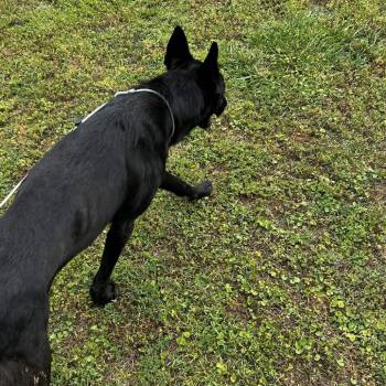 Black Labrador Retriever and Shepherd Dogs Available for Adoption in Greenville, South Carolina - Sheba | PetCurious