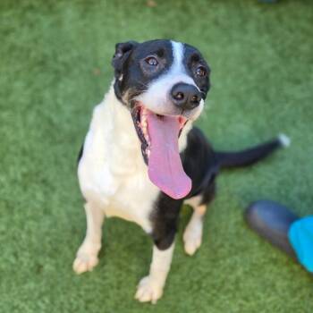 Dobby -  Border Collie and Mixed Breed Dog for Adoption in Greensboro, North Carolina - Dobby | PetCurious