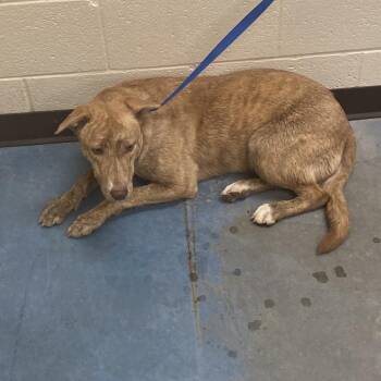 Mixed Breed Dogs Available for Adoption - Porsha | PetCurious