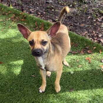 Chica 2161 -  Chihuahua Dog for Adoption in Loxahatchee Groves, Florida - Chica 2161 | PetCurious