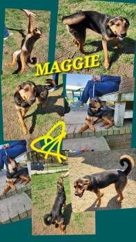 MAGGIE GIRL -  Australian Shepherd and Labrador Retriever Dog for Adoption in Jackson, Tennessee - MAGGIE GIRL | PetCurious