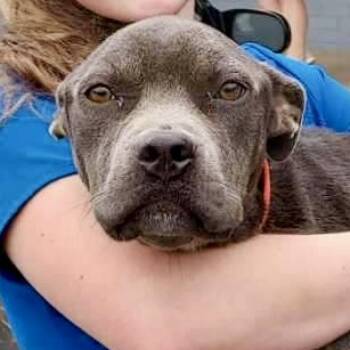 Rescue Pit Bull Terrier Dogs for Adoption in Natchitoches, Louisiana - Theia | PetCurious