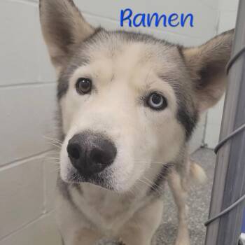 Ramen -  Husky and Mixed Breed Dog for Adoption in Parkersburg, West Virginia - Ramen | PetCurious