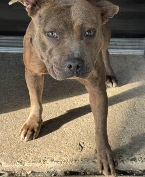 Rescue Pit Bull Terrier Dogs for Adoption in Trenton, New Jersey - Ayra Starr | PetCurious