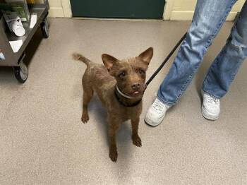 Terrier and Mixed Breed Dogs Available for Adoption - A518651 | PetCurious