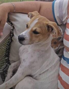 Bram -  Terrier Dog for Adoption in Greenville, North Carolina - Bram | PetCurious