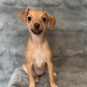 Wendy -  Chihuahua and Mixed Breed Dog for Adoption in Las Vegas, Nevada - Wendy | PetCurious