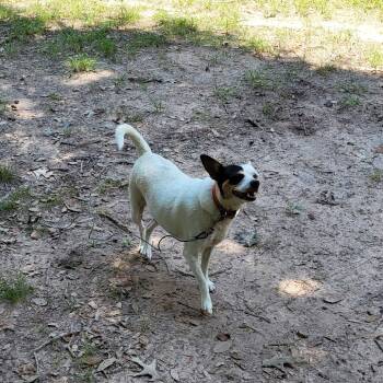 Rescue Mixed Breed Dogs for Adoption in Livingston, Texas - Bella | PetCurious