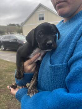 Rescue Labrador Retriever Dogs for Adoption in North Charleston, South Carolina - Sweet Potato | PetCurious