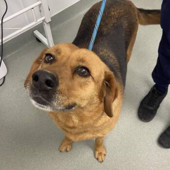 Shepherd Dogs Available for Adoption - Sue | PetCurious