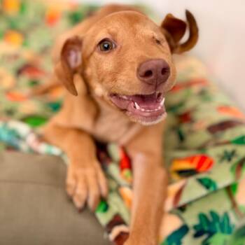 Gingersnap -  Carolina Dog and Hound Dog for Adoption in Green Bay, Wisconsin - Gingersnap | PetCurious