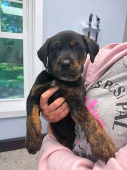 Tootie Sophia -  Retriever and Cattle Dog Dog for Adoption in Saugus, Massachusetts - Tootie Sophia | PetCurious