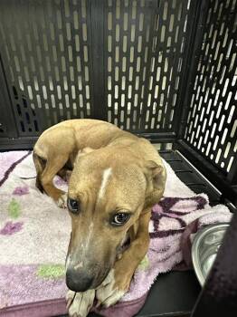 Labrador Retriever Dogs Available for Adoption - Cheyenne | PetCurious