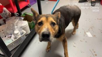 Siberian Husky and Mixed Breed Dogs Available for Adoption in Ocala, Florida - LECHONA | PetCurious