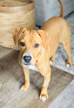 Boxer and Bloodhound Dogs Available for Adoption - Dottie | PetCurious
