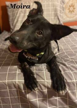 Rescue Labrador Retriever Dogs for Adoption in Palatine, Illinois - Moira | PetCurious