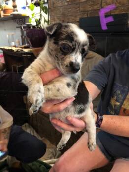 Oakley -  Australian Shepherd and Cattle Dog Dog for Adoption in Gilmer, Texas - Oakley | PetCurious