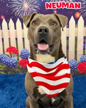 Neuman -  Mixed Breed Dog for Adoption in Flint, Michigan - Neuman | PetCurious