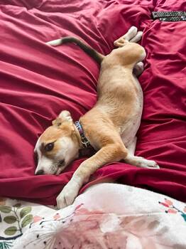 Sandy -  Siberian Husky and Shepherd Dog for Adoption in Santa Rosa, California - Sandy | PetCurious