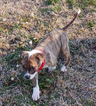 Rescue Retriever and Terrier Dogs for Adoption in Holly Springs, North Carolina - Albus | PetCurious