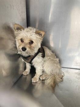 Mixed Breed Dogs Available for Adoption in Dallas, Texas - SUGAR | PetCurious