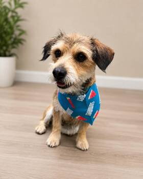 Millie -  Terrier Dog for Adoption in Coachella, California - Millie | PetCurious