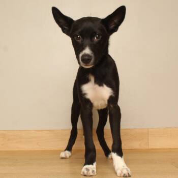 Dolly D71151 -  Terrier and Mixed Breed Dog for Adoption in Minnetonka, Minnesota - Dolly D71151 | PetCurious